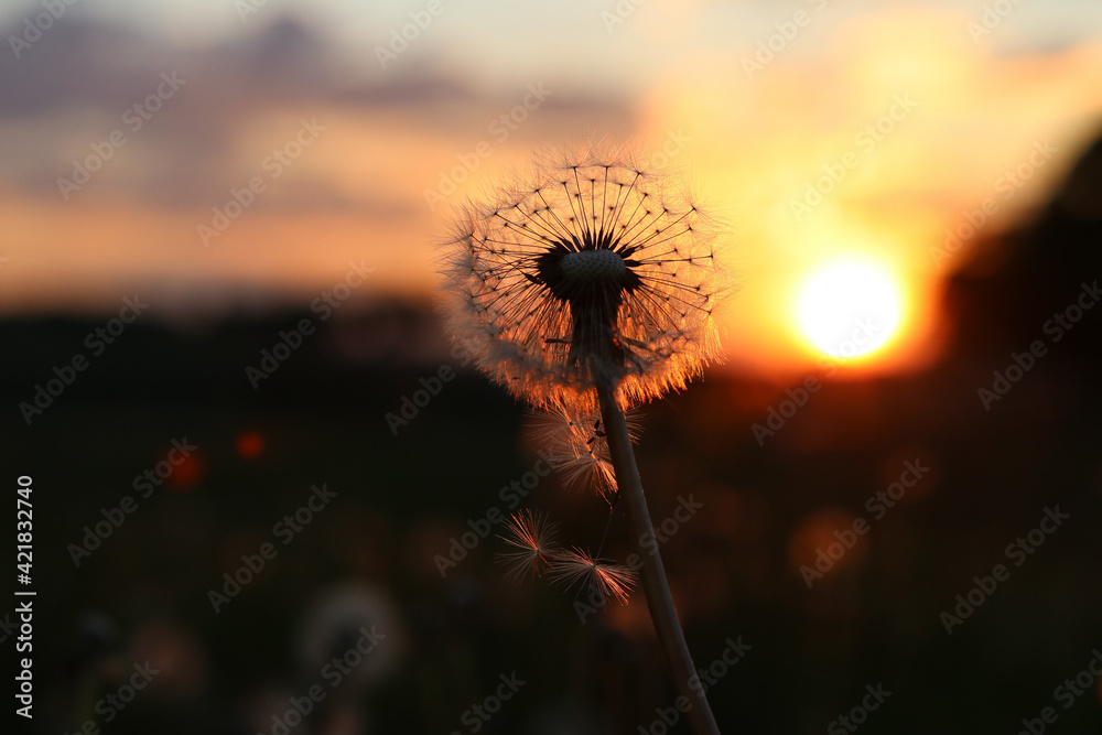 Close-up Of Wilted Dandelion Against Sky During Sunset - obrazy, fototapety, plakaty 