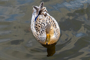 Leucistic Mallard Duck on Lake showing black and white speckled feathers and refelection in water