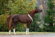 Beautiful arabian chestnut horse with a long mane stands on natural summer background, profile side view, exterior	