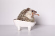 Thoroughbred male African pygmy hedgehog wash in bath on white background.
