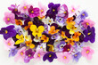 Spring or summer flower composition with edible pansy and violets on white background.