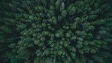Aerial Overhead View Of Tree Tops. Mystic Dark Forest. 
