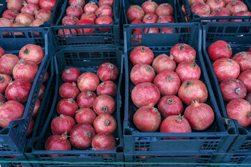 Wall Mural - harvest of pomegranates in boxes