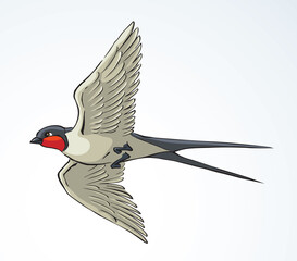 Poster - Swallow with paper card. Vector drawing