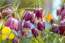 Fritillaria Meleagris. This Is A Eurasian Species Of Flowering Plant In The Lily Family. Common Names Are: Snake's Head, Chess Flower, Fritillary, Frog-cup, Guinea Flower, Leper Lily And Lazarus Bell.