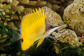 Wall Mural - Forcipiger longirostris, commonly known as the longnose butterflyfish or big longnose butterflyfish