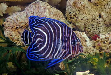 Wall Mural - The emperor angelfish (Pomacanthus imperator) is a species of marine angelfish.