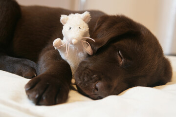 Wall Mural - Brown Labrador Puppy