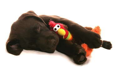 Wall Mural - Brown Labrador Puppy