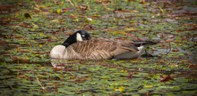 Canada Goose, Branta Canadensis With Head Tucked, Eyes Closed, Sleeping While Floating Among Lillypads