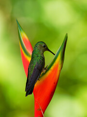 Wall Mural - Green-crowned Brilliant - Heliodoxa jacula large, robust hummingbird that is a resident breeder in the highlands from Costa Rica to western Ecuador, flying and feeding on the red bloom, green
