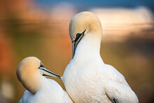 Close-up Of Gannets