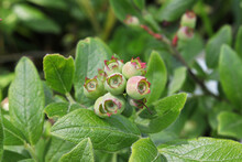 Closeup Of Green Wild Blueberries Growing In Summer