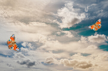 Wall Mural - blue summer sky with beautiful flying butterflies