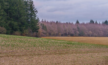 Scenic Winter Fields And Woodland On The North Wessex Downs, AONB 