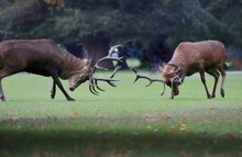 Red Stags Fighting