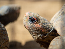 Closeup Shot Of A Cherryhead Redfoot Tortoise Head