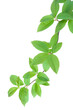 © ekim - Bird cherry (Prunus padus) branch and green leaves in springtime, isolated on white background.