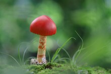 Close-up Of Mushroom Growing On Land