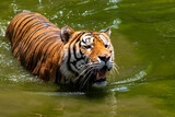 Fototapeta  - Tigre nadando en un día soleado