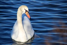 Close-up Of Swan Swimming In Lake