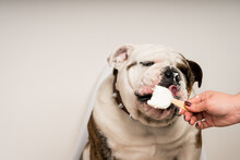 Closeup Of A Cute Bulldog Eating Ice Cream While Sitting On A Chair