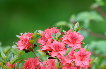 Wall Mural - close up on blooming purple rhododendron in spring