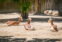 Three Gazelles Resting Lying In The Sun On A Hot Day