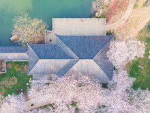 Spring Scenery Of East Lake Cherry Blossom Garden In Wuhan, Hubei, China