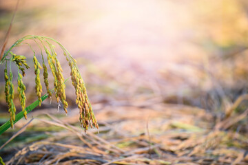 Poster - Beautiful Paddy rice in the field with sunset.