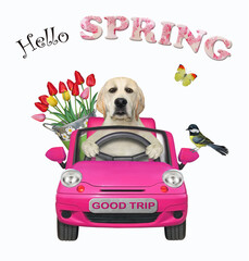 Wall Mural - A dog labrador with a pail of flowers is driving a pink car. Hello spring. White background. Isolated.