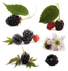 Poster - Blackberries, leaves and flowers set