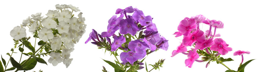 Poster - Phlox flowers isolated on white