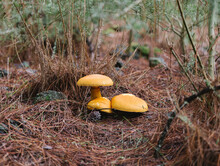 Three Yellow False Chanterelle Mushrooms On The Pine Forest Floor, Selective Focus.