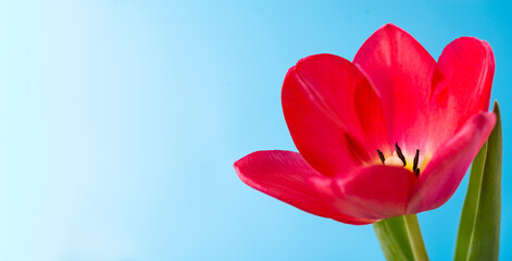 Wall Mural - Close-up of a red tulip on a blue background with a place for text. Cute red tulips, spring red flowers