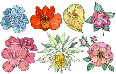 Wall Mural - Collection of colorful flowers, vector illustration