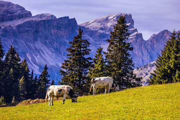 Sticker - Farm Cows grazing on a hill