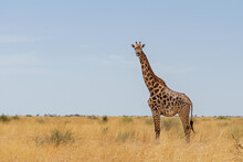 Giraffe On A Dry Field