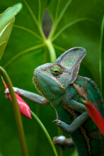 Close-Up Of A Veiled Chameleon Perched On A Flower, Indonesia