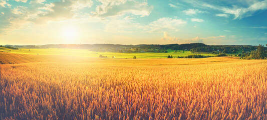 Natural rural summer panoramic landscape. Field of ripe golden wheat in rays of sunlight at sunset against background of sky with clouds.