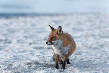 Sticker - Rotfuchs, Vulpes vulpes, am Darßer Weststrand, Nationalpark Vorpommersche Boddenlandschaft, Mecklenburg Vorpommern, Deutschland