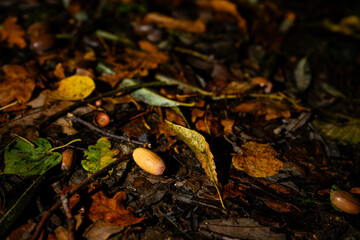 Canvas Print - Fallen acorn on leaves after rain.