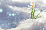 Fototapeta  - Beautiful spring crocus growing through snow outdoors on sunny day, space for text