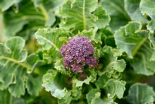 Purple Sprouting Broccoli Growing In Kitchen Garden Allotment