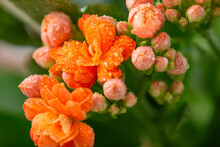 Close Up Of A Beautiful Orange Flower