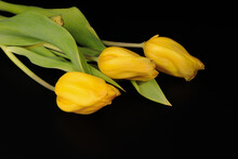 Three Yellow Tulips With Black Background