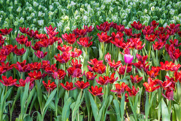 Wall Mural - beautiful tulip in the garden.