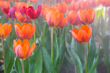 Wall Mural - beautiful tulip in the garden.