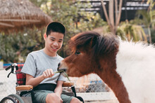 Disabled Child Sitting On Wheel​chair​ Feeding Donkey And Horses In Zoo,Boy Smile With Happy Face Look At The Cute Animals,Lifestyle In Education Age And Happy Disability Kid Activity Outdoor Concept.
