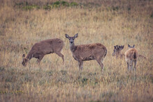 Herd Of Deer In A Field Covered In The Grass In The Countryside With A Blurry Background